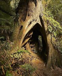 Hollow Tree By Stuart Litoff Hollow Tree Unique Trees Beautiful Tree