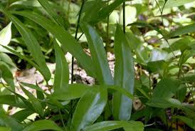 Image result for Coniogramme