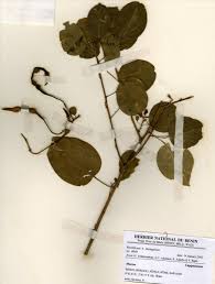 Image result for Maerua duchesnei