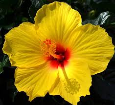 Hibiscus yellow is a plant genus that are characterized by astonishing beautiful flowers. Tropical Hibiscus Calloway S Nursery