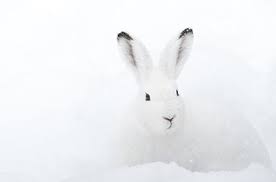Pin By Druin Heal On C O L O R B O A R D S Arctic Hare Animals Snow Animals
