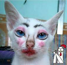 beautiful cat makeup steemit