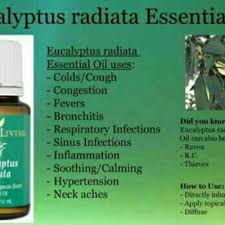 Breathe easy with eucalyptus globulus. Young Living Eucalyptus Radiata Essential Oil 2ml 5ml Original Shopee Malaysia