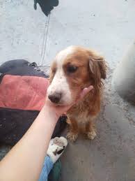 Alguien porfavor que lo haya visto esta perdido no aparece hace más de dos semanas es de una señora que es cieguita que no lo cuidaba y lo sacaba varias veces a