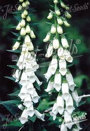 Image result for Digitalis purpurea alba/ red spots