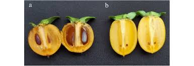 Image result for Diospyros