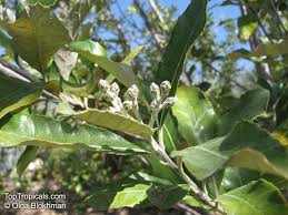 Image result for Brachylaena discolor