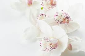 Beautiful, free images gifted by the world's most generous community of photographers. Floral Wallpapers Free Hd Download 500 Hq Unsplash