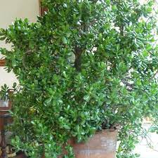 We did not find results for: Best Money Plant Jade Plant For Sale In Bishop S Stortford For 2021