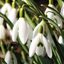 Allium Ampeloprasum Easy To Grow Bulbs Freesia Flowers Planting Bulbs