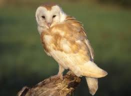 November Bird Of The Month Beautiful Owls Notice Nature November Species Of The Month Owl Wallpaper Owl Barn Owl