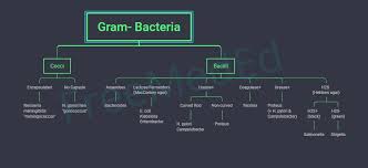 Stabilised by teichoic acid and lipoteichoic allows differentiation between gram positive and gram negative organisms based on colour. Gram Bacteria Flow Chart Medical Laboratory Science Microbiology Study Microbiology