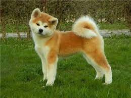 akita inu google 検索 akita inu akita sobaka porody akita
