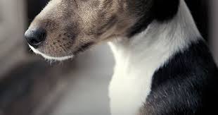 40 Dog Quotes That Will Make Your Heart Melt Dog Quotes Dog Love Animal Quotes