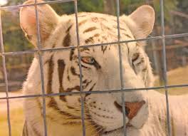 Texas exotic animals | breeders of unusual pets. A Tiger S Tale The Texas Observer