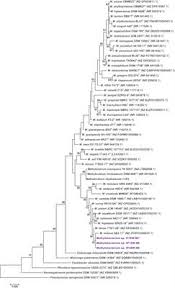 Modern gray kitchen features dark gray flat front cabinets paired with white quartz countertops and a gray mosaic. Frontiers Methylobacterium Ajmalii Sp Nov Isolated From The International Space Station Microbiology