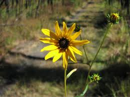 Image result for Helianthus angustifolius