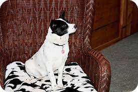 Salem Nh Rat Terrier Australian Cattle Dog Mix Meet Sugar Baby A Dog For Adoption Rat Terriers Australian Cattle Dog Mix Cattle Dogs Mix