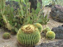 See more of cactus garden on facebook. 11 Day Las Vegas Monterey Redwood National Park Amtrak Coast Starlight Tour From Los Angeles
