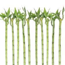 Good for gifts and fengshui. Costa Farms Live Indoor 20in Tall Green Lucky Bamboo Shade Plant 10 Stalks Walmart Com Walmart Com