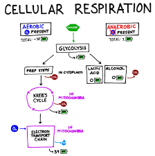 Glycolysis Pathway Definition And Summary