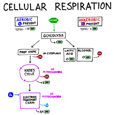 glycolysis pathway definition and summary