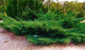 Blue star juniper shrub turquoise and silver, low maintenance dwarf conifer drought tolerant. Sea Green Juniper Shrub 1 Gal Fountain Shaped Foliage That Changes Online Orchards