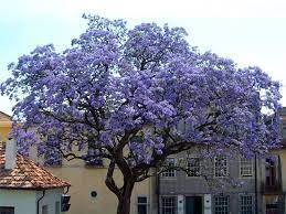 Questi alberi con bellissimi fiori riempiono il paesaggio di colore, mostrando il loro magnifico colore. Paulonia Paulownia Tomentosa Paulownia Tomentosa Alberi Paulonia Paulownia Tome Alberi Da Giardino Alberi Che Crescono Velocemente Alberi In Fiore