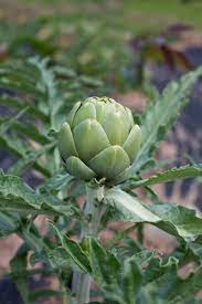 The plant can grow between. Potted Artichoke Care Can You Plant An Artichoke In A Container