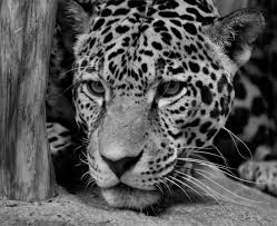 Check spelling or type a new query. Jaguar In Black And White Ii Photograph By Sandy Keeton