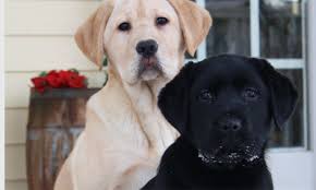 After completing an application, a puppies need a consistent schedule with frequent opportunities to eliminate where you want them to. Home Michigan Elite Labradors