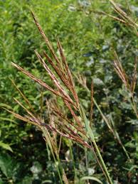 Image result for Heteranthoecia  guineensis