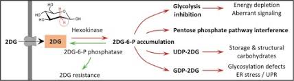 • the glycolytic pathway describes the oxidation of glucose to pyruvate with the generation of atp and nadh. Cellular Toxicity Of The Metabolic Inhibitor 2 Deoxyglucose And Associated Resistance Mechanisms Sciencedirect