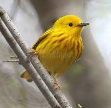 This is a young 1st year bird that i had difficulty identifying. Yellow Rumped Palm And Yellow Warblers At Wehr Nature Center In Franklin Wisconsin On April 23 2019 Window To Wildlife Photography By Jim Edlhuber