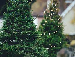 Shop costco's avon, ma location for electronics, groceries, small appliances, and more. Premium Balsam Fir 7 8 Ft Lamberts Fruit