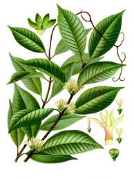 Image result for Ancylobothrys scandens