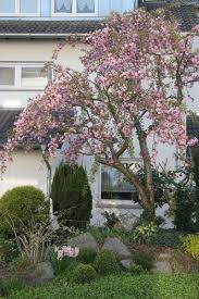 Baume Und Grosse Straucher Sind Auf Grund Ihrer Grosse Und Ihres Blutenreichtums Im Fruhjahr Willkommene Blickfange Im G Baume Garten Straucher Garten Haus Baume