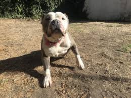 Maybe you would like to learn more about one of these? The Pixie Project What Makes The Pixie Project Special Non Profit Animal Shelter And Rescue Dog And Cat Adoptions Pet Adoption In Portland Oregon 97232