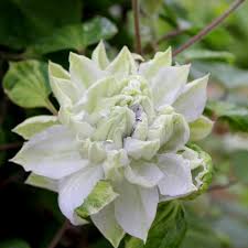 There is a full length step by step video you can watch me do this linked at the end of this post. Diamond Ball Clematis Sp Proven Winners