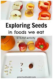 Free science activities for preschool. Exploring Seeds With A Simple Science Activity For Preschoolers Preschool Toolkit