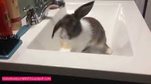 bunny rabbit in a sink youtube