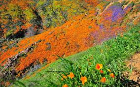 Lake elsinore city hall announced sunday that no additional shuttles or visitors will be allowed into walker canyon. Flower Power Lake Elsinore Reopens Poppy Fields Amid Traffic Nightmare Times Of San Diego
