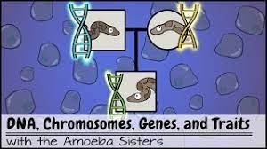 Base classes only appear once, no matter how many. Dna Chromosomes Genes And Traits An Intro To Heredity Youtube