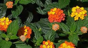 Rispetto a tutti gli altri colori il rosso è quello che ha il numero maggiore di significati, sebbene tante volte anche contraddittori non c'è dubbio che uno dei colori che naturalmente ci indica calore, passione ma anche pericolo, non a caso tutti i segnali pericolo sono di. Fiorellini Arancioni Ritroviamo L Armonia Interiore Nel Nostro Giardino Eurogiardinaggio