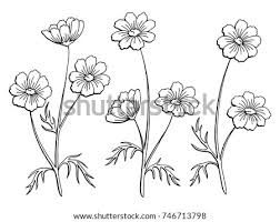 See more ideas about chocolate cosmos flower, chocolate cosmos, green aesthetic. Cosmos Flower Drawing At Getdrawings Free Download