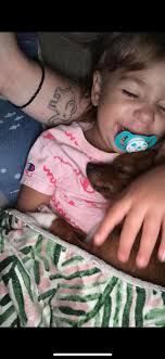 Grey Fox pup taken in Mifflin County