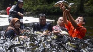 Tasik kenyir adalah tasik terbesar di malaysia dan juga merupakan tasik buatan manusia terbesar kenyir bersempadan dengan taman negara yang terkenal; 16 Aktiviti Menarik Di Tasik Kenyir Terengganu Tripjalan