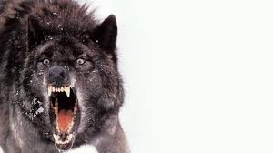 Wolf wallpapers 4k hd for desktop, iphone, pc, laptop, computer, android phone, smartphone, imac, macbook, tablet, mobile device. Dark Wolf Wallpaper 4k Trick