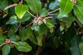 Image result for Croton pseudopulchellus