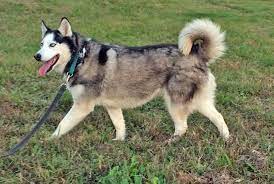 Check Out The New Intakes At Siberian Husky Rescue Of Florida Http Www Siberrescue Com Doghouseaccept New Intakes Htm Best Dog Breeds Homeless Pets Dogs